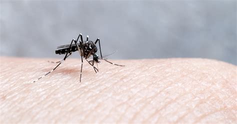 هل مرض الملاريا مميت